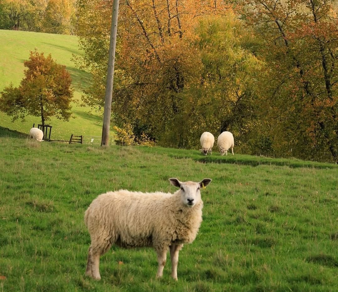 רחובות הכפר